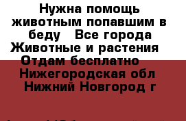 Нужна помощь животным попавшим в беду - Все города Животные и растения » Отдам бесплатно   . Нижегородская обл.,Нижний Новгород г.